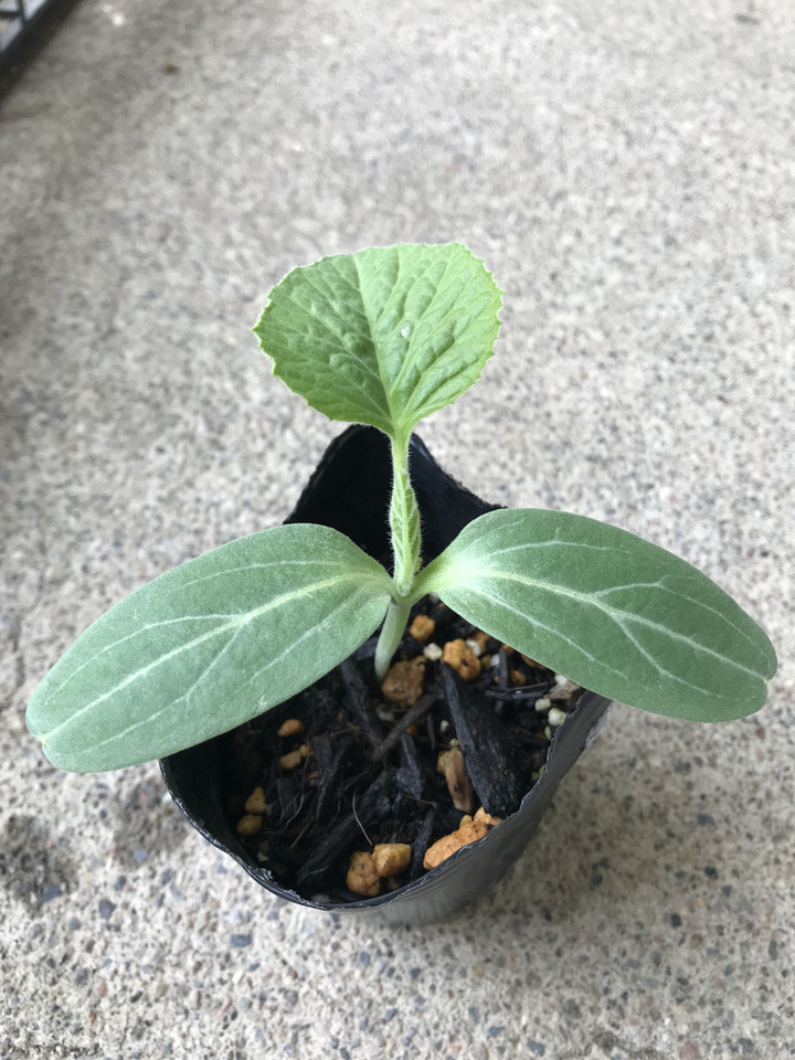 10d0da6b7da74ef8967f26e28e17d3f8