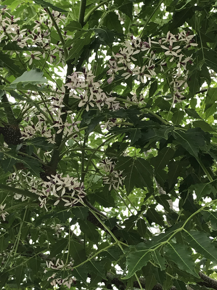 A233659f88ff4b28befa54b0208d8936