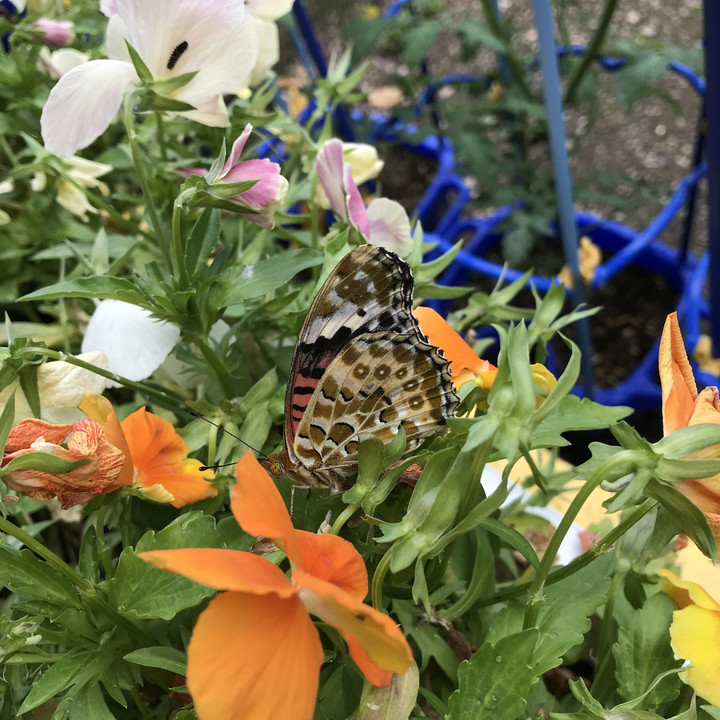 0211df4b44ed42bfb4aeff49427ab2e9