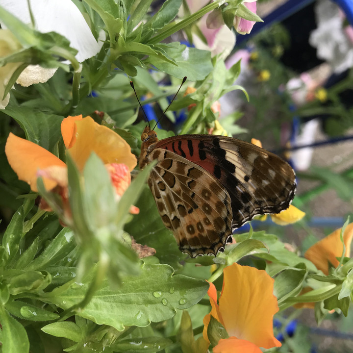 Bc89a3214e21445686dc0b9591460236